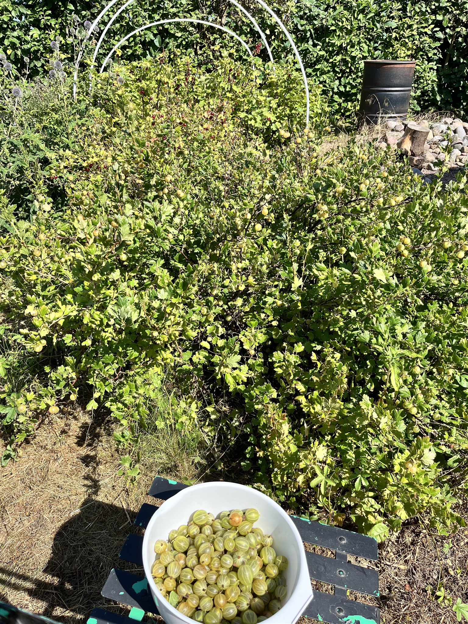 16 kg krusbär 25.jpg