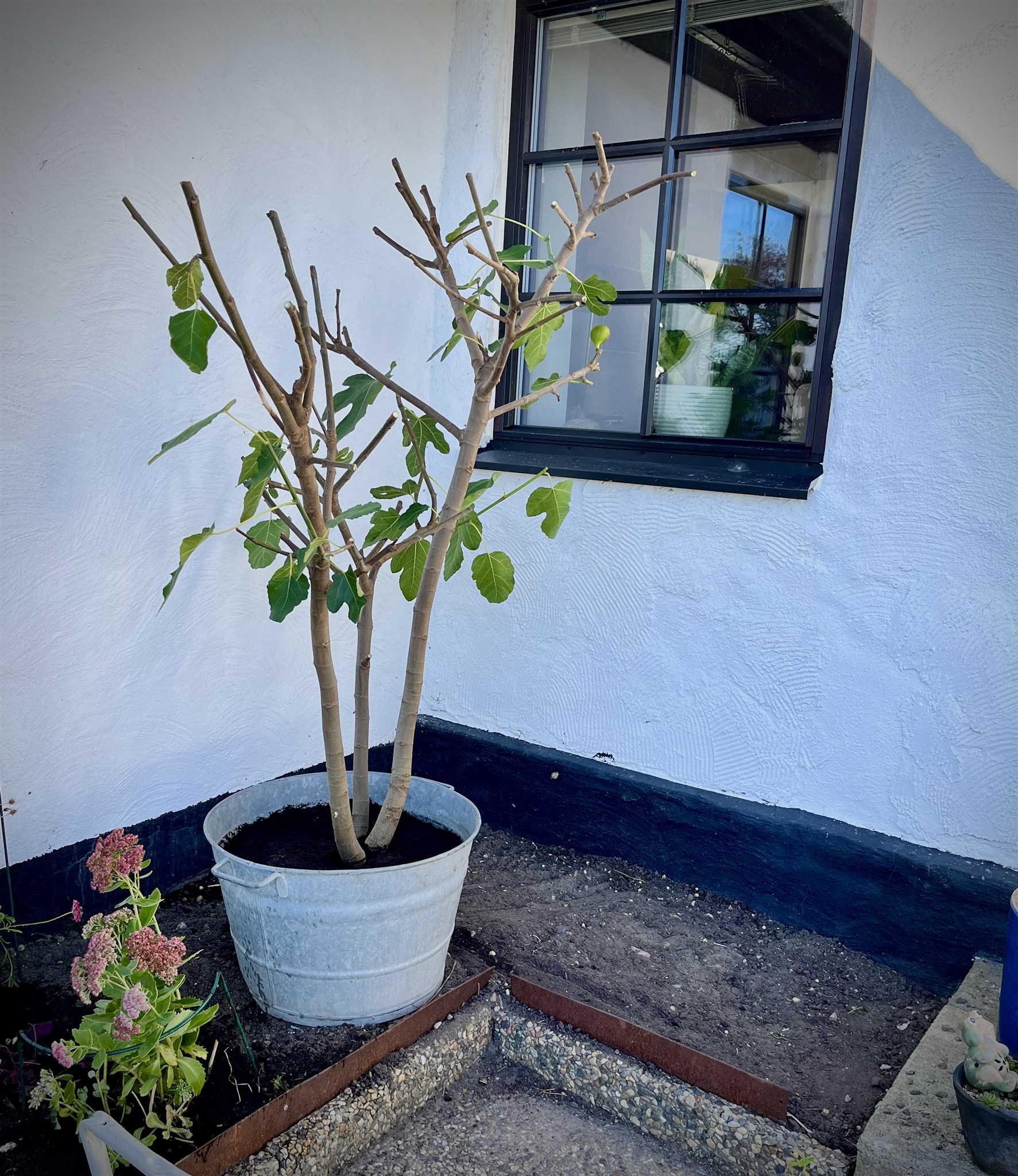 beskuret fikonträd.jpeg