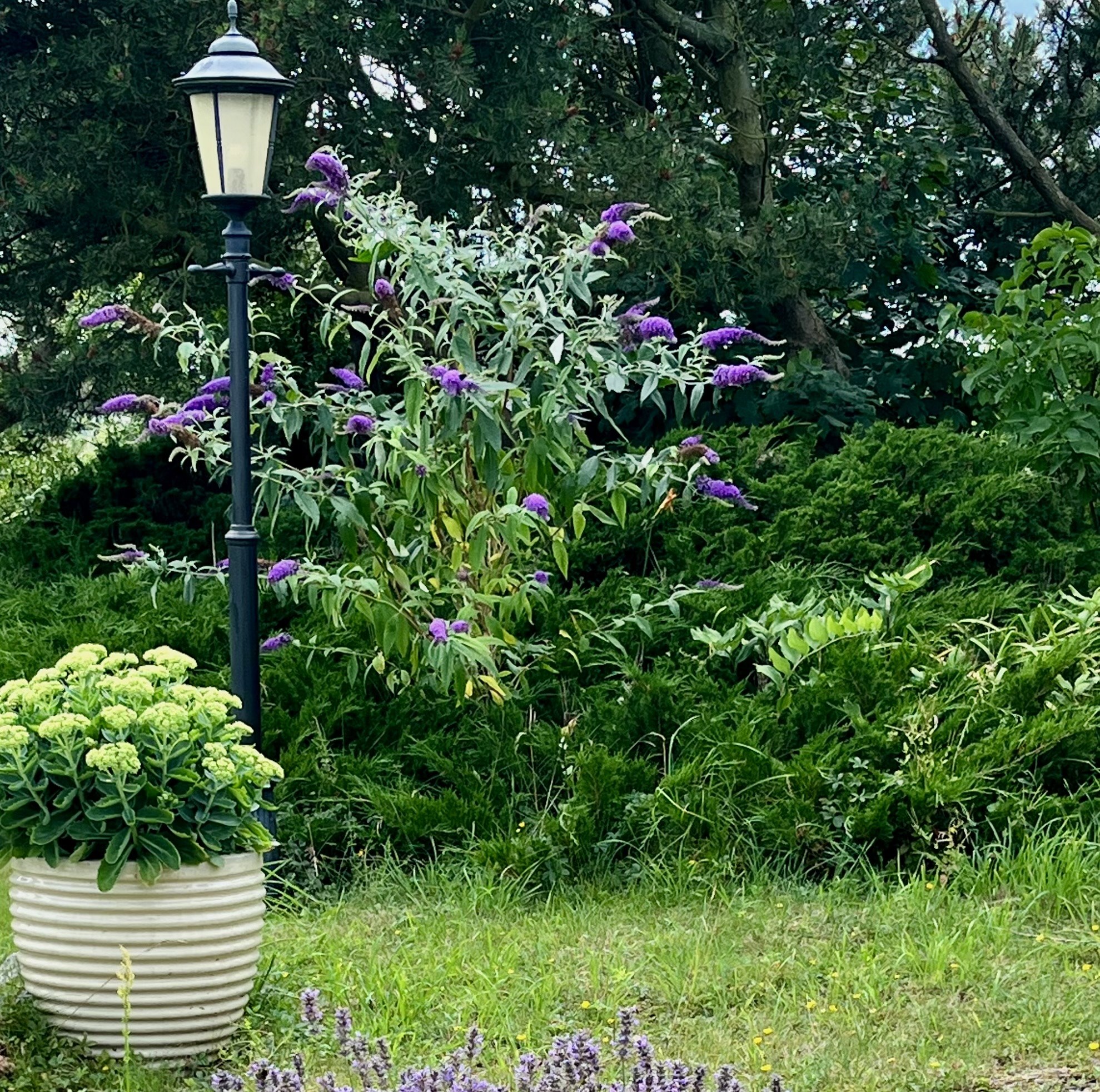 fjärilsblomster 25.jpg