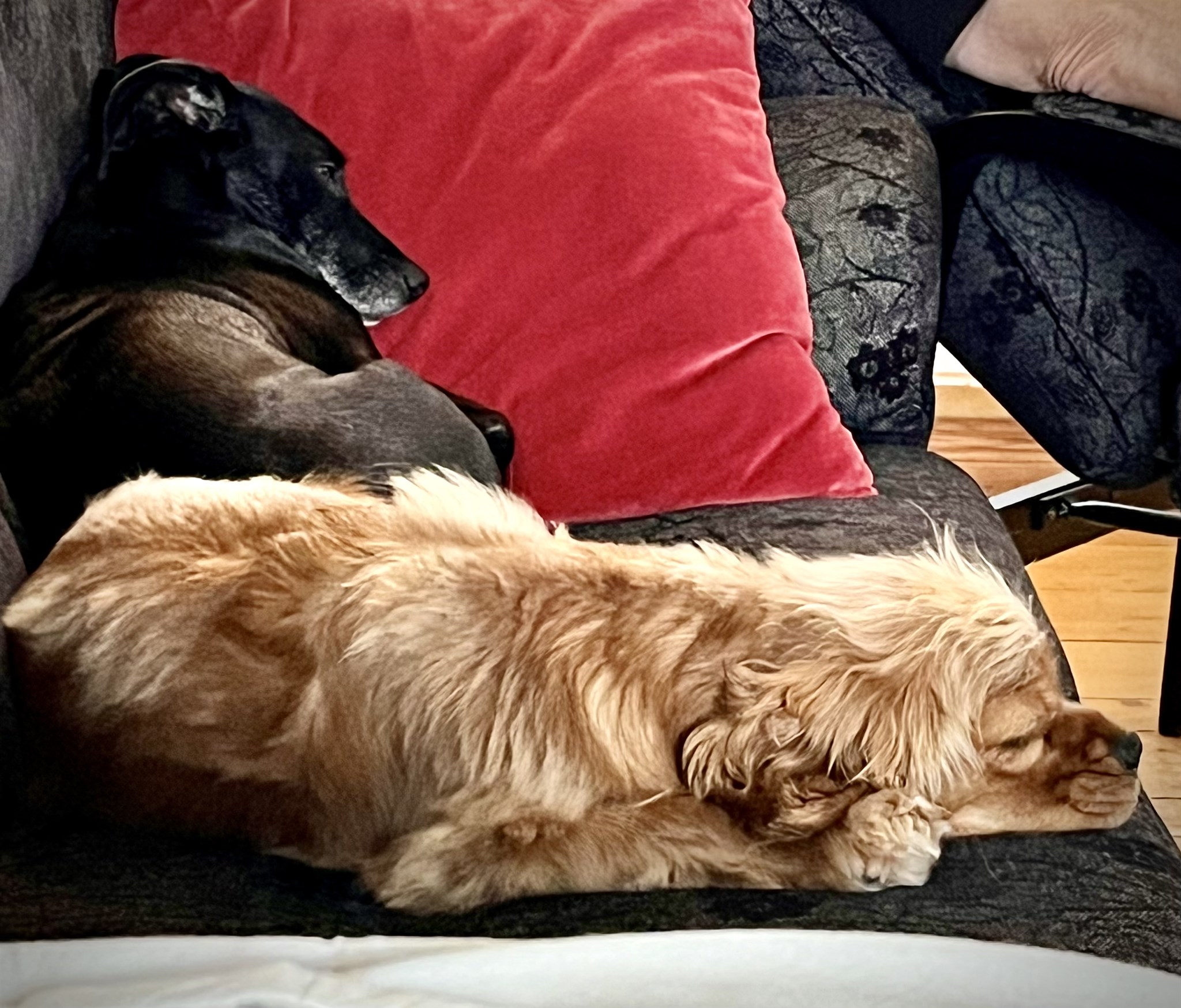 stella o dahlia i soffan.jpeg