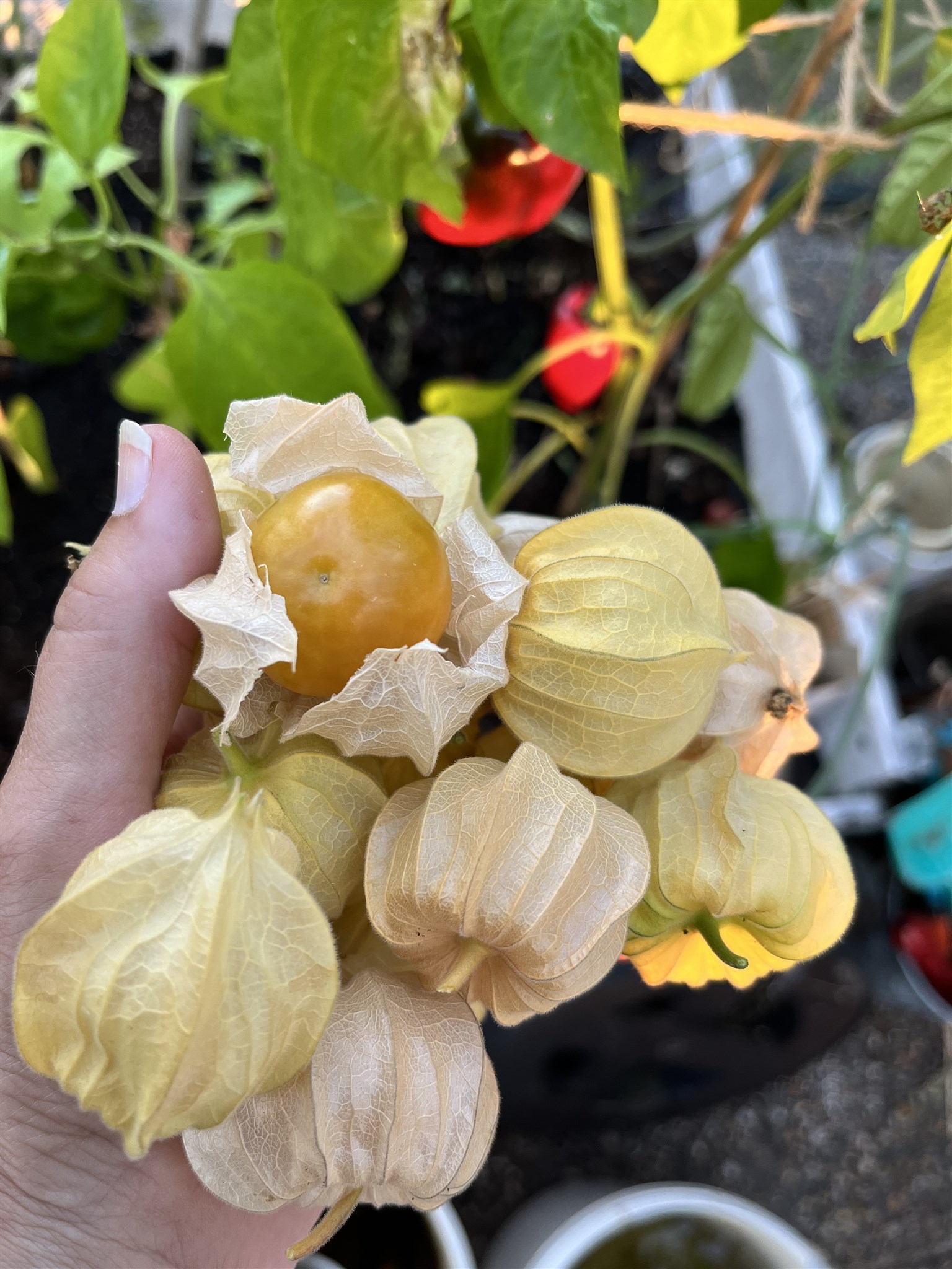 stora physalis.jpg